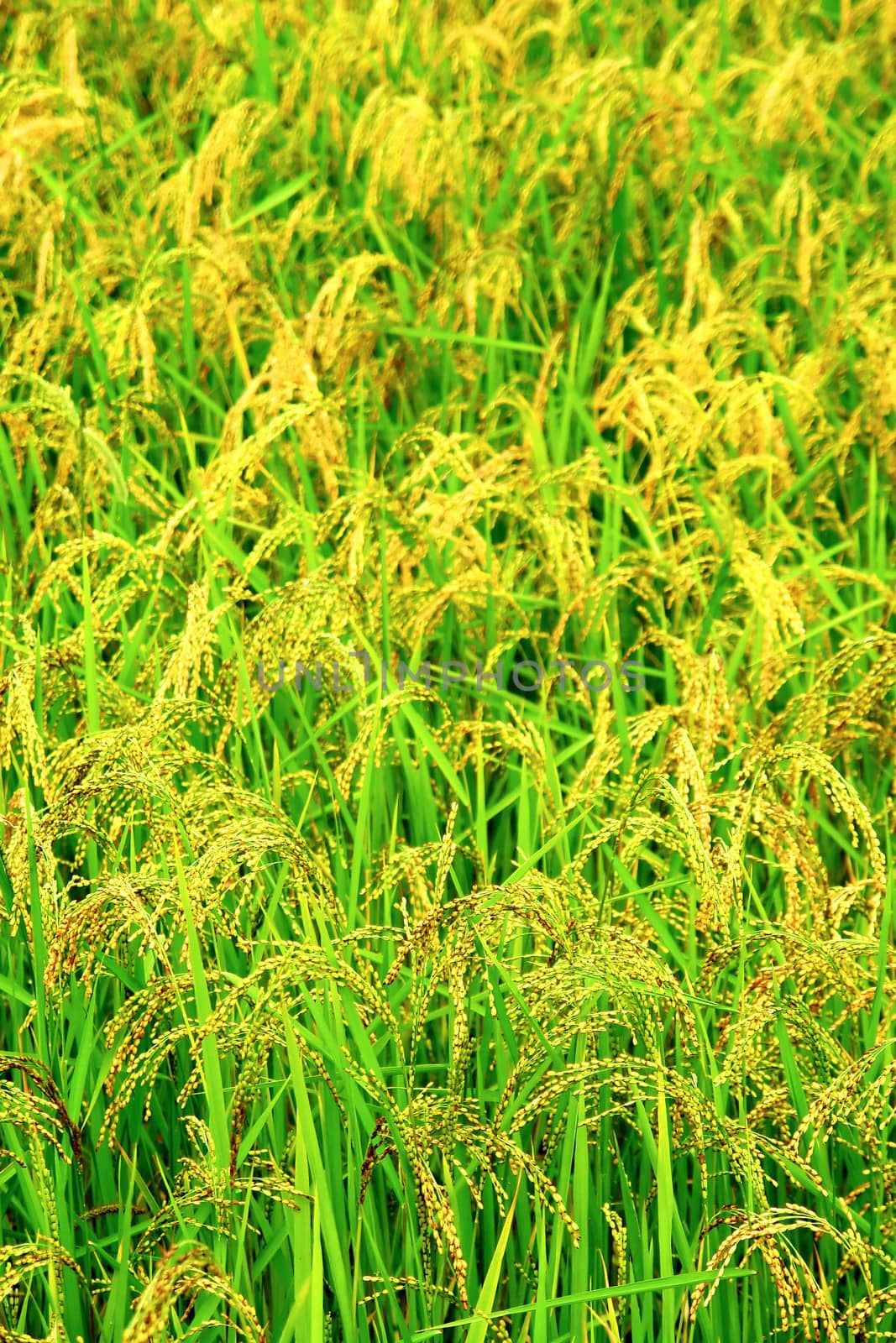 Green rice field texture wallpaper by ptxgarfield