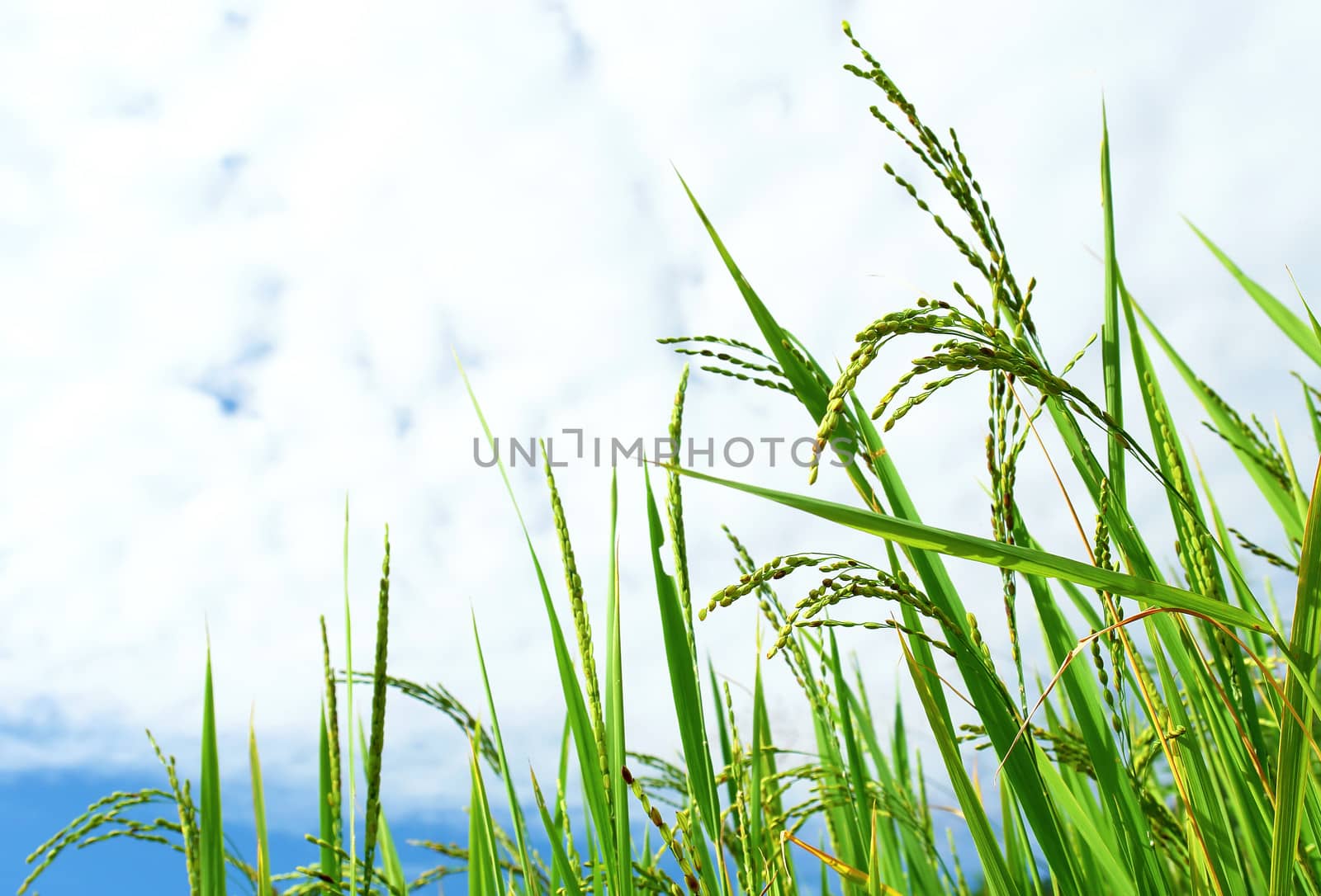 Green rice texture in sky background wallpaper, Nepal