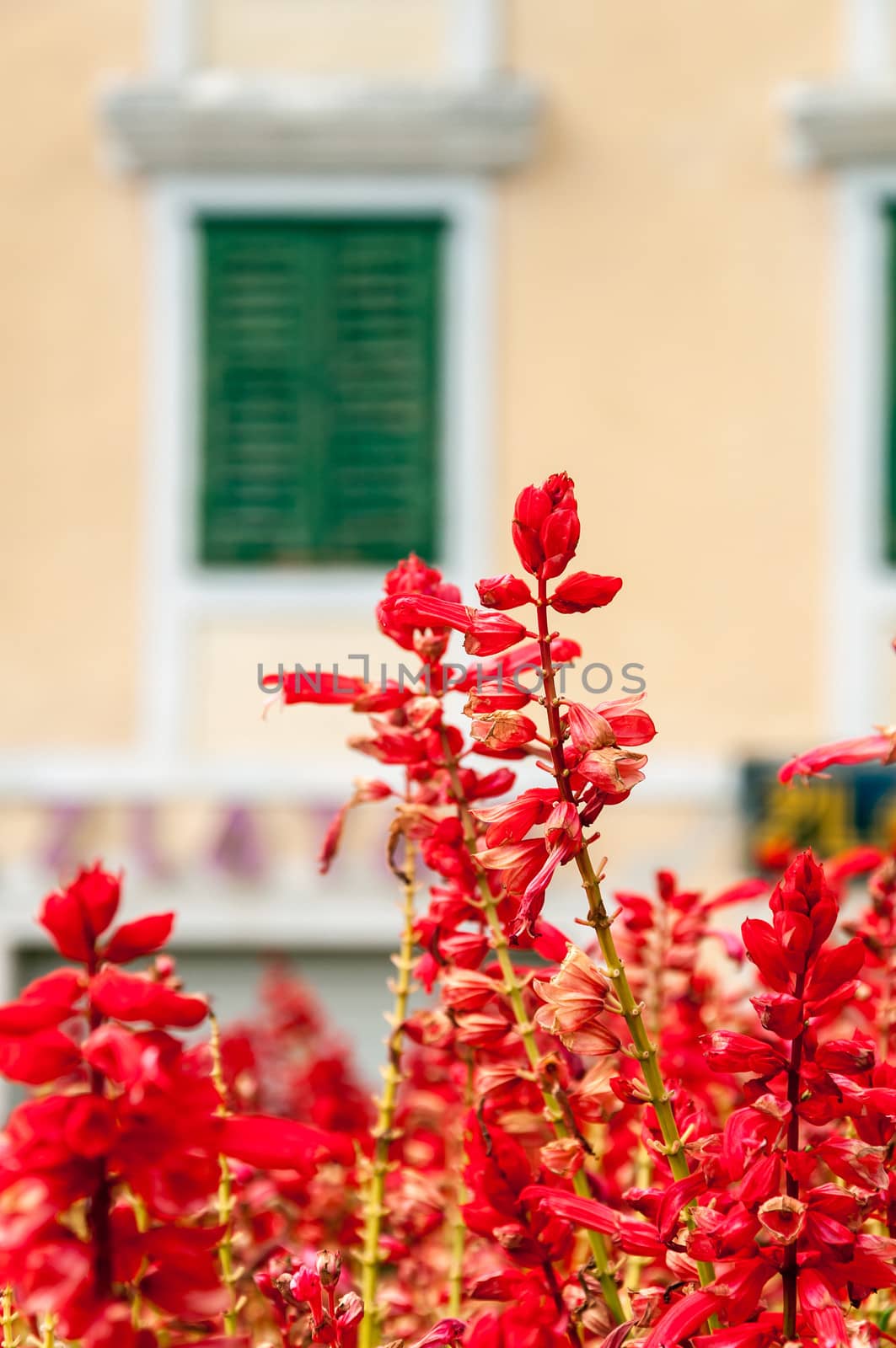 Red bells flowers in the center of Makarska, Croatia.