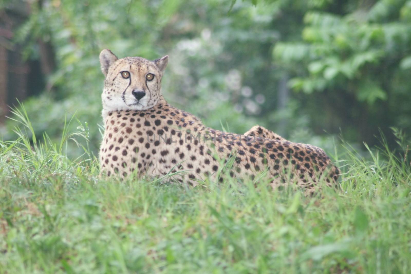 Inclusion of a cheetah lying in a meadow