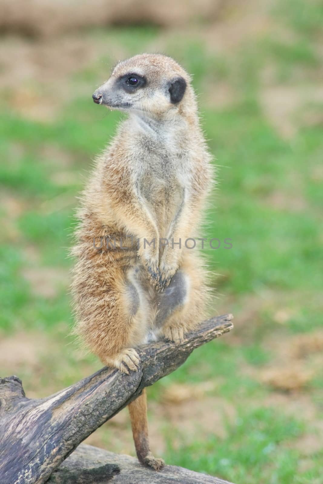 Meerkat (Suricata suricatta) sitting attentively on a branch