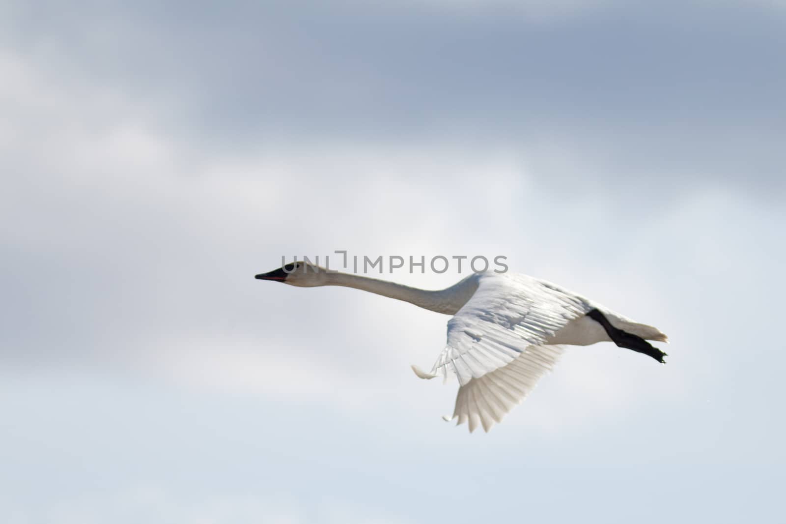 Graceful adult white trumpeter swan  Cygnus buccinator  flying in sky full of clouds with neck extended as it migrates to its arctic nesting grounds with copyspace