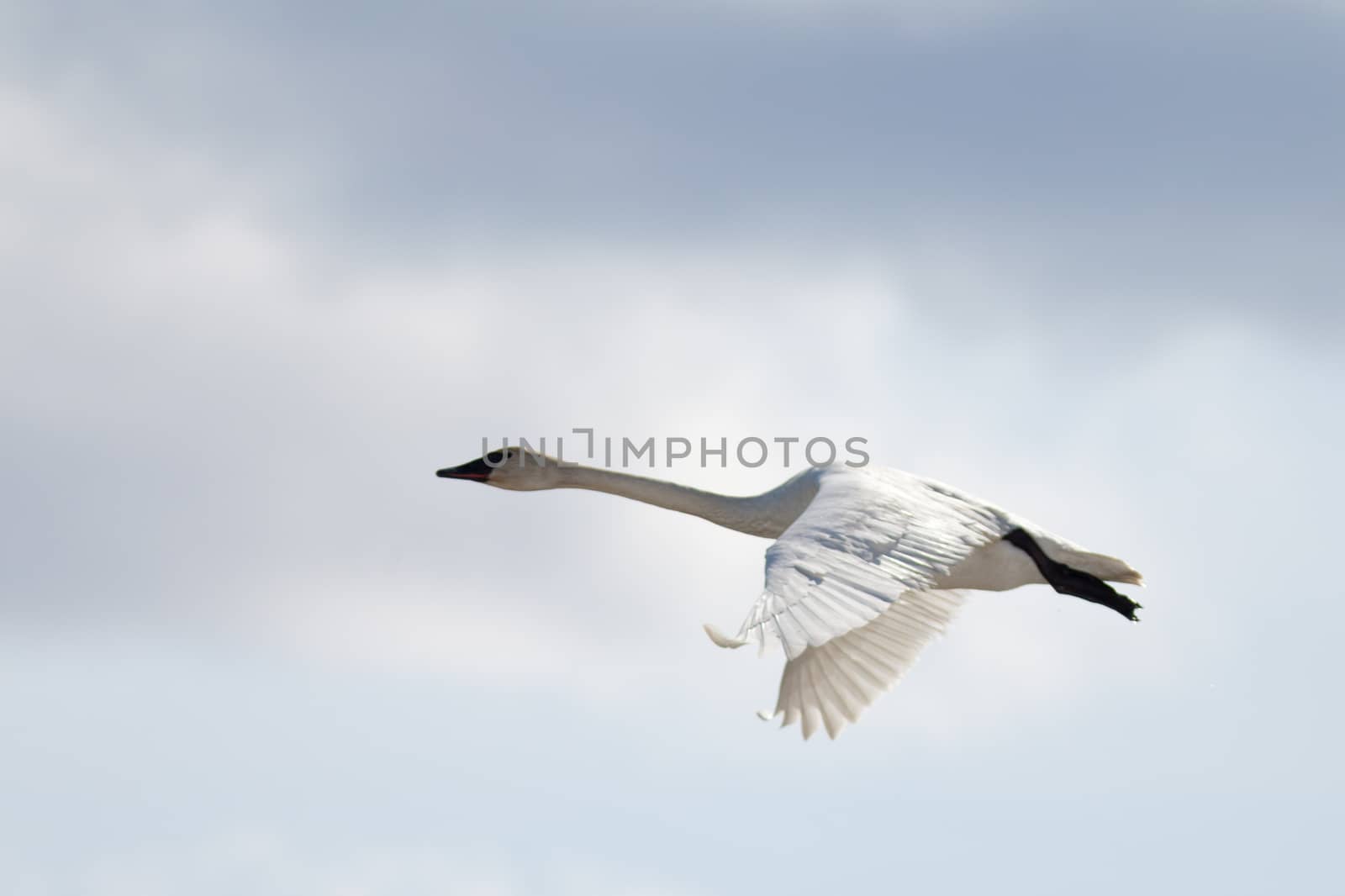 Graceful adult white trumpeter swan Cygnus buccinator flying in sky full of clouds with neck extended as it migrates to its arctic nesting grounds with copyspace