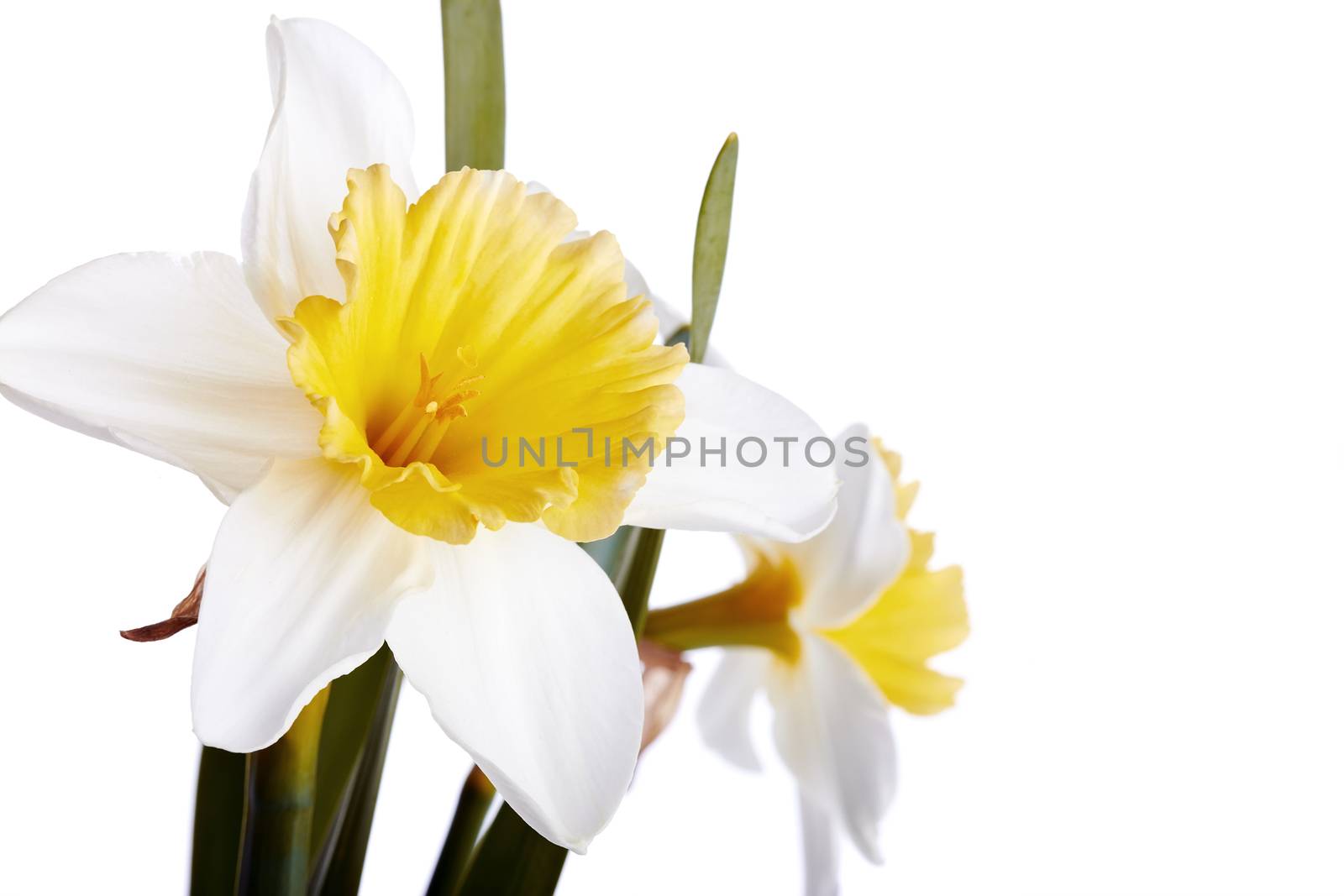 White with yellow a narcissus. Narcissus flower. Flower on a white background. Spring flower.