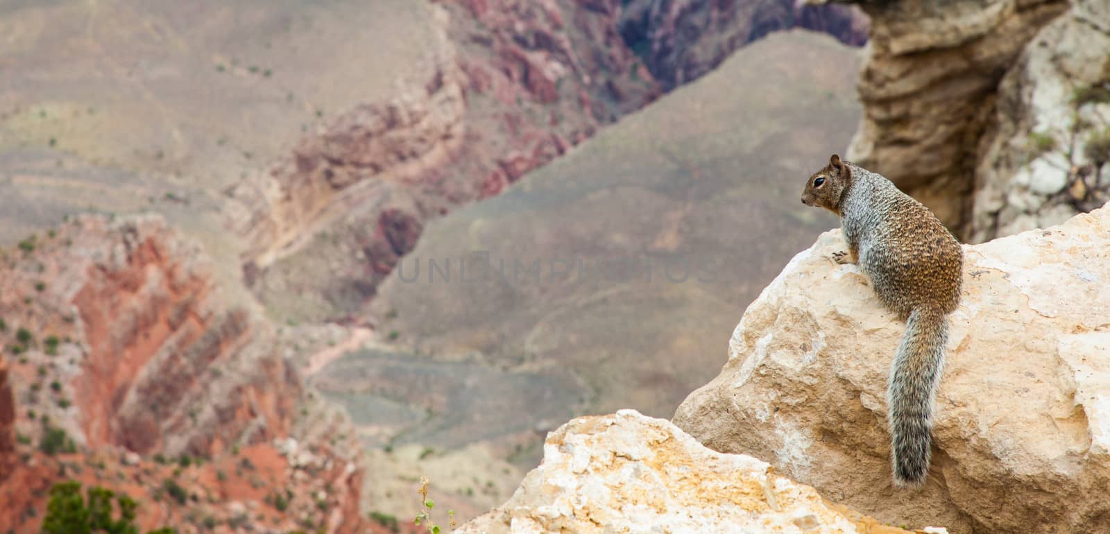 Unusual Grand Canyon view with a groud squirrel on foreground