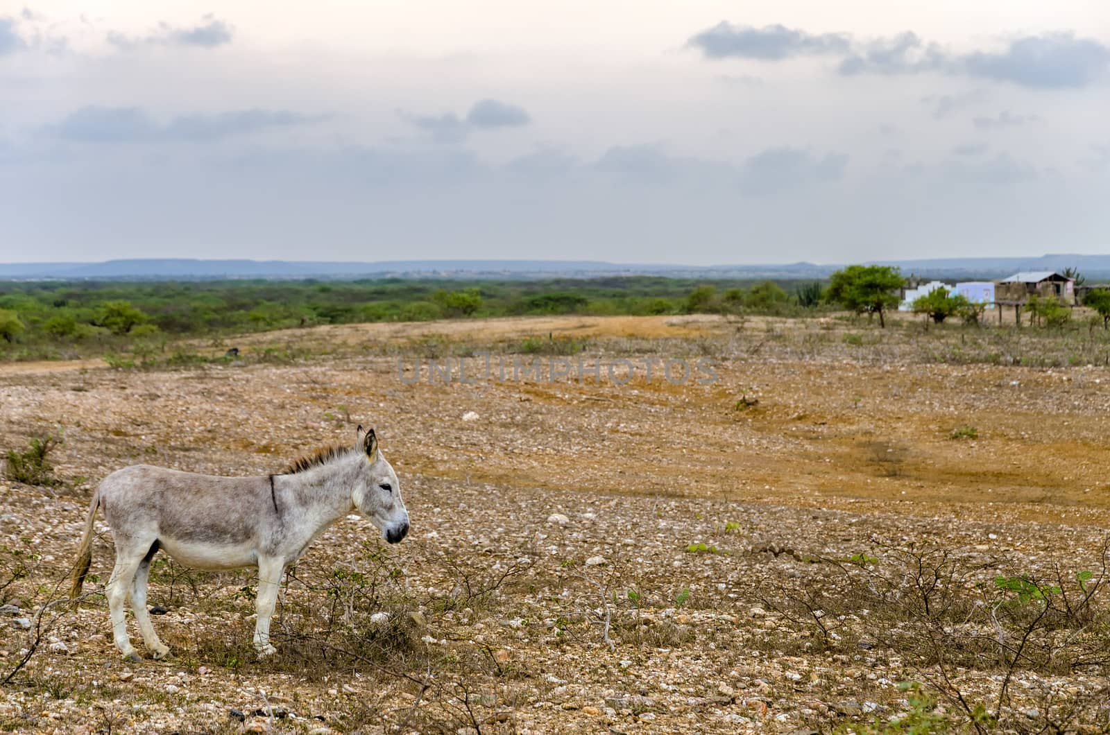 A grey donkey in a dry barren landscape