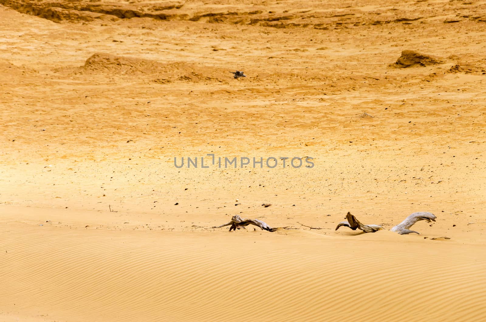 Dry Desert Sands by jkraft5
