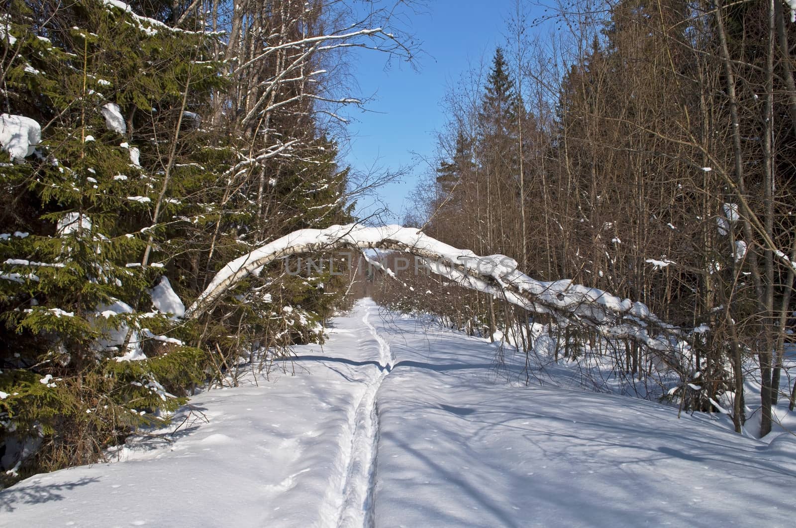 Clearing with ski track in winter forest