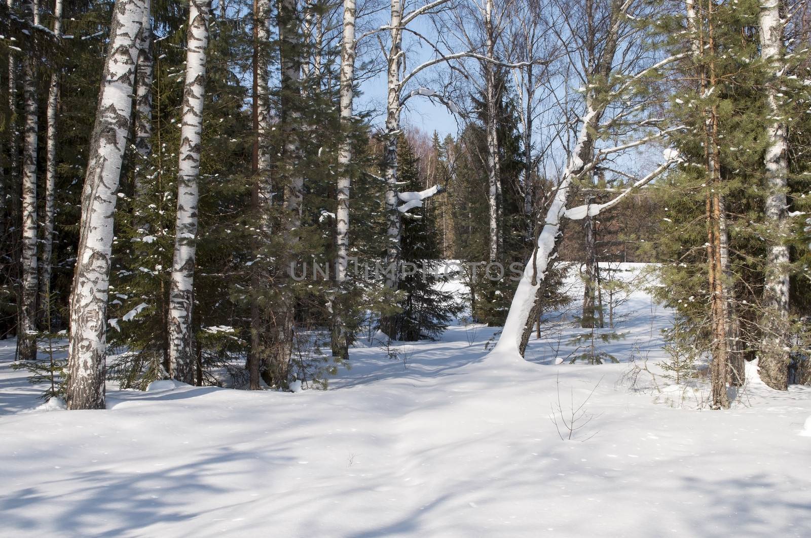 Winter forest in sunny day