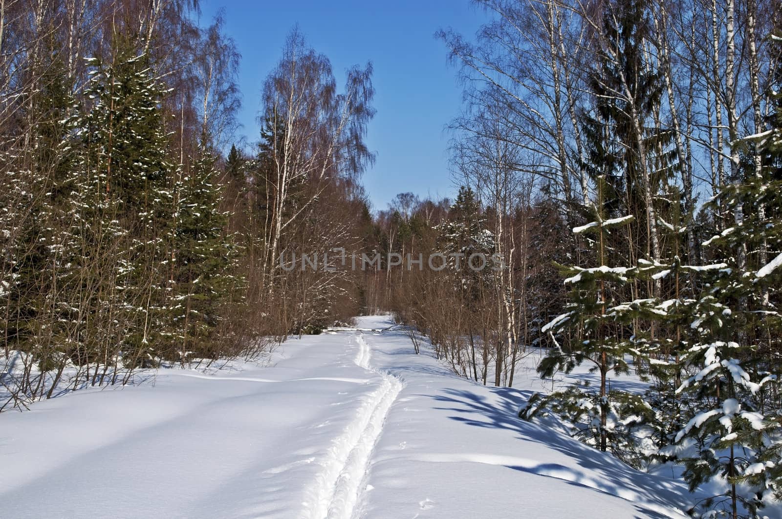 Clearing with ski track in winter forest