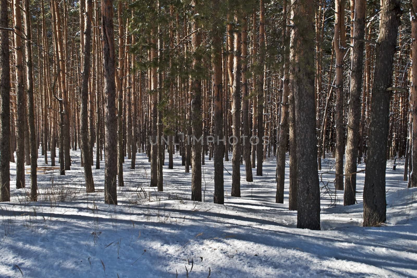 Pine trunks in winter forest by wander