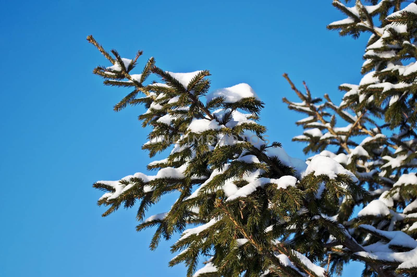 Snow-covered fir branches in winter forest on sunny day