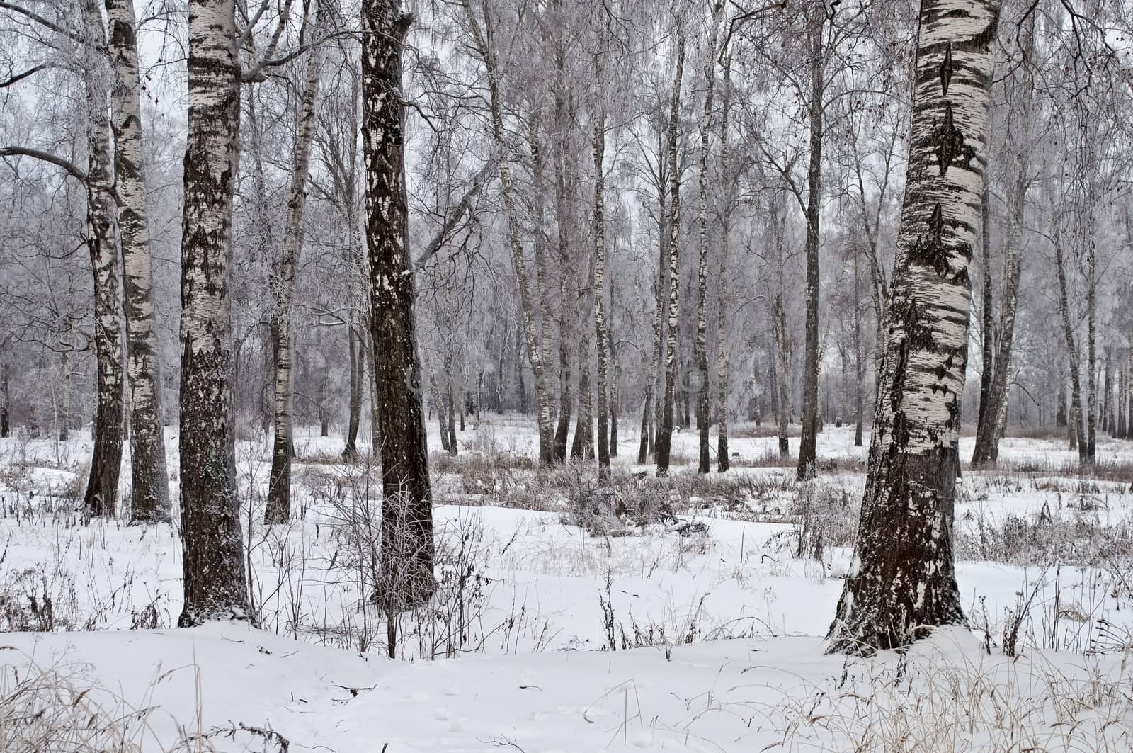 Birch grove, cloudy winter day by wander