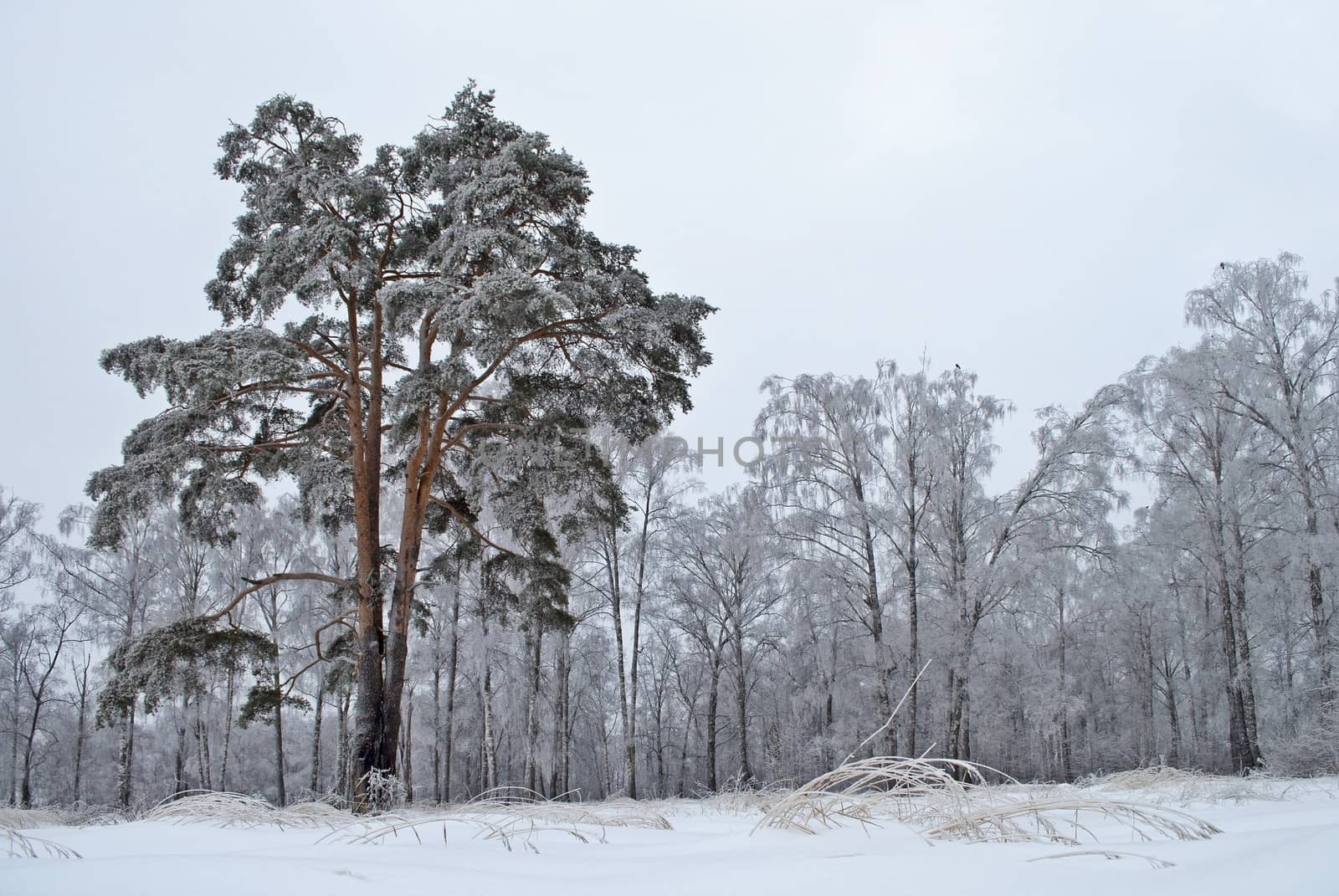 Free-standing snow-covered pine tree on forest background, cloudy winter day