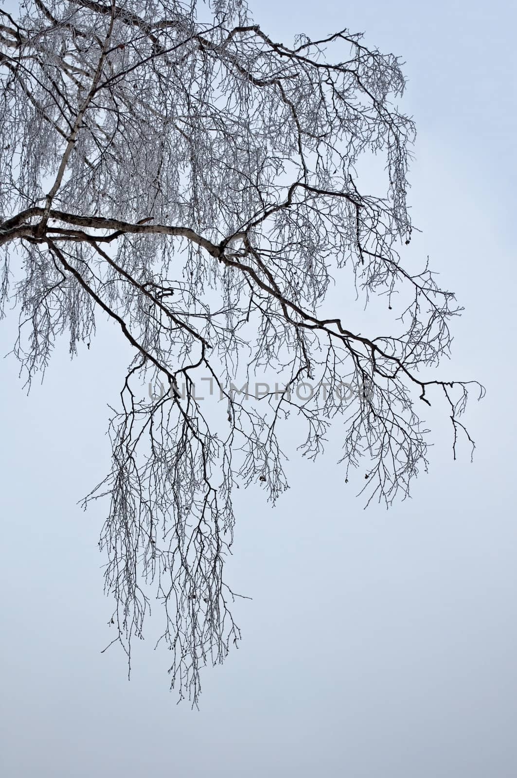 Bare branches of birch against the gray sky, cloudy winter day