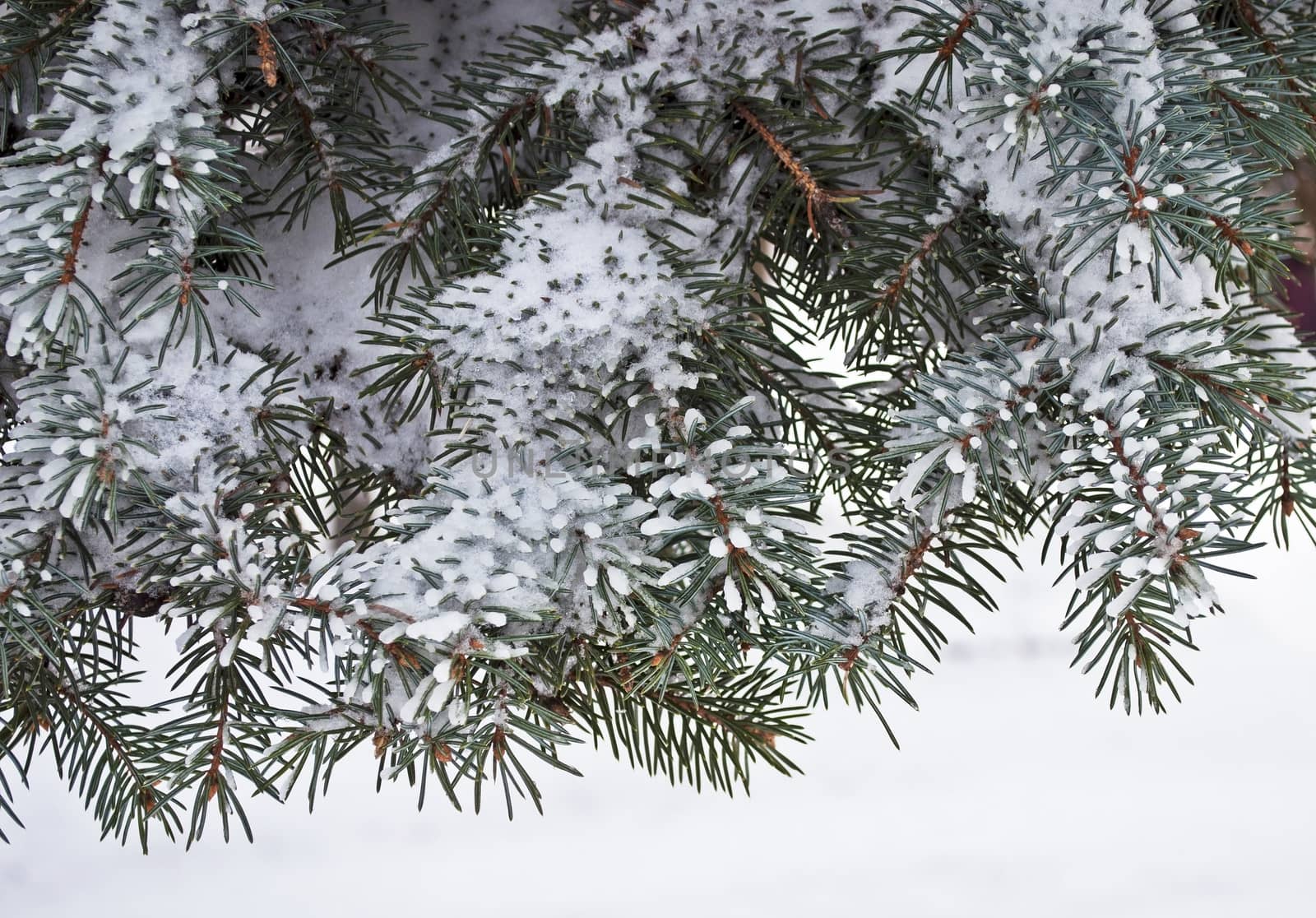 Snow covered fir branch in winter park