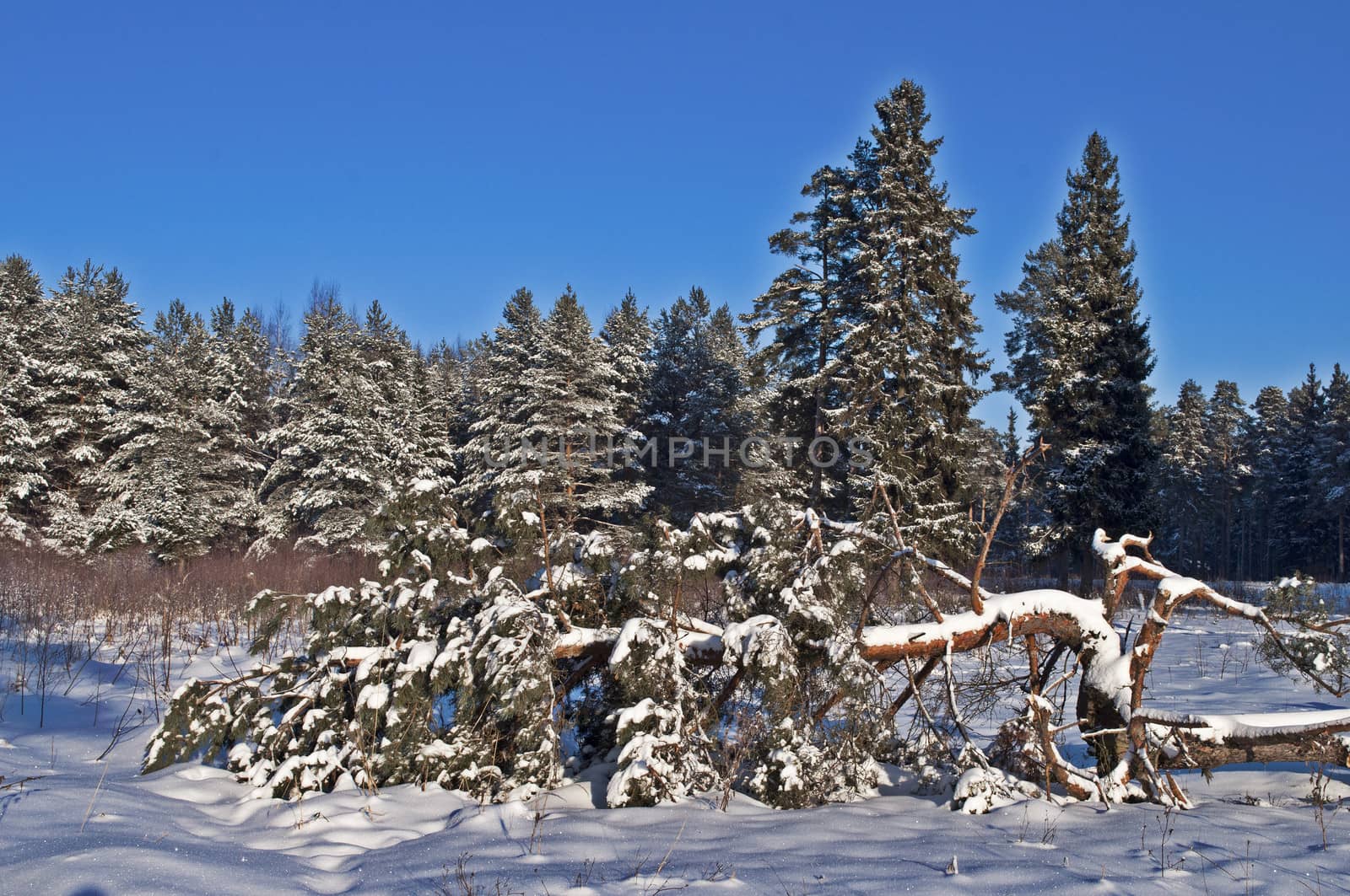 Fallen pine tree in winter forest by wander