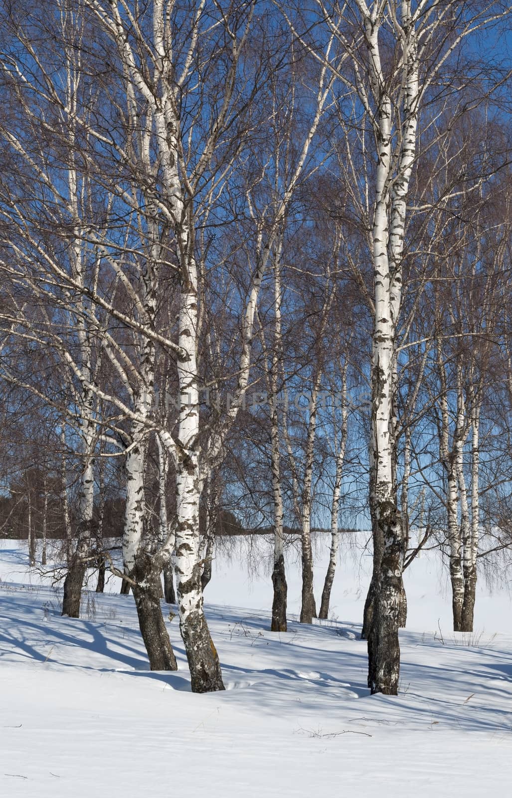 Group of bare birches in early spring, sunny day