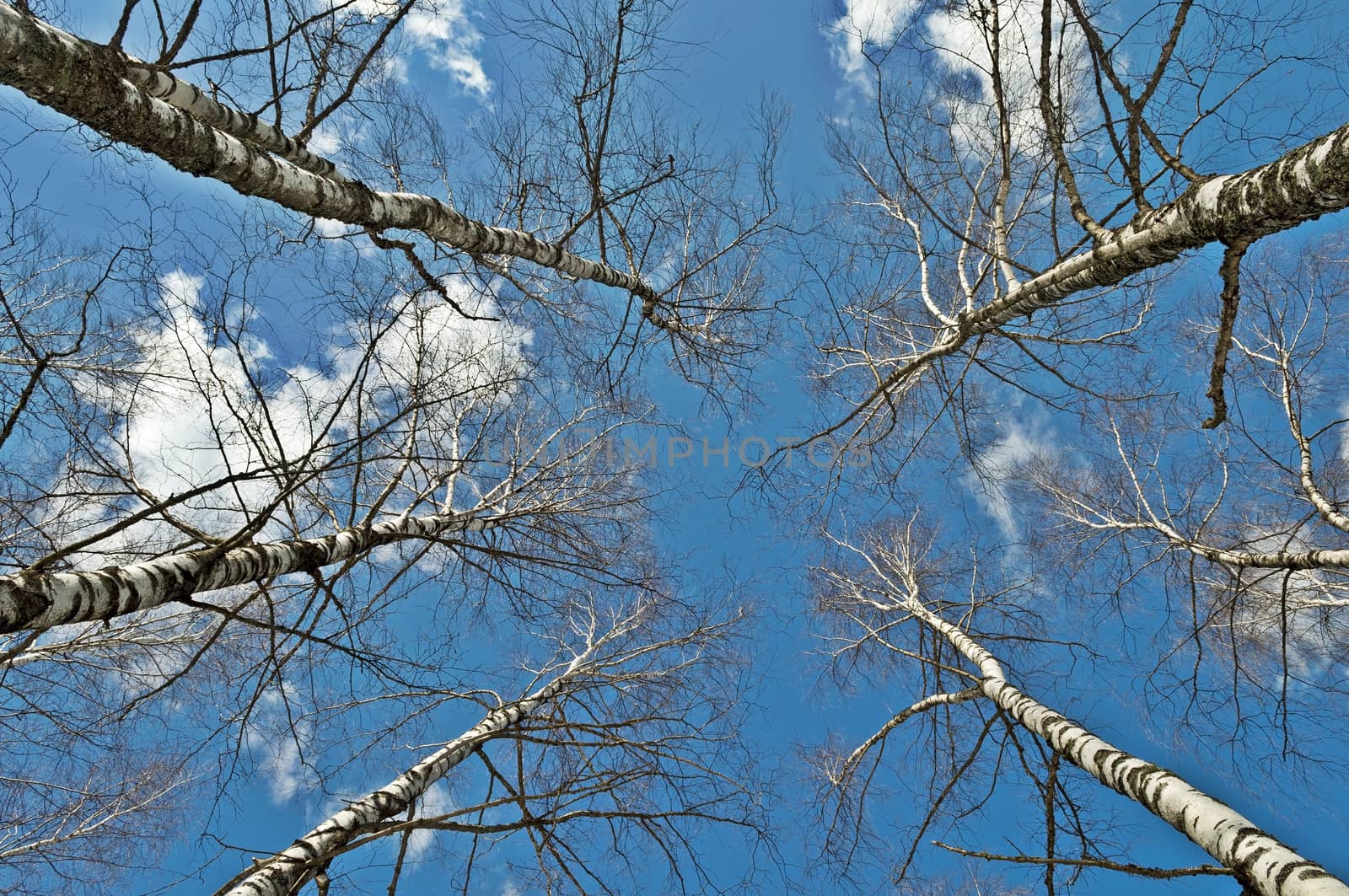 Top of bare birch trees on blue sky background in early spring
