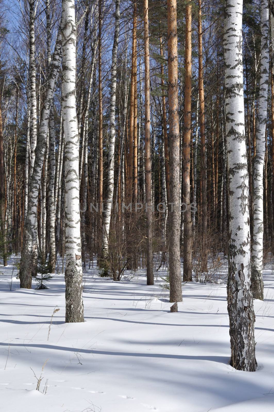 View of birch trees in winter forest
