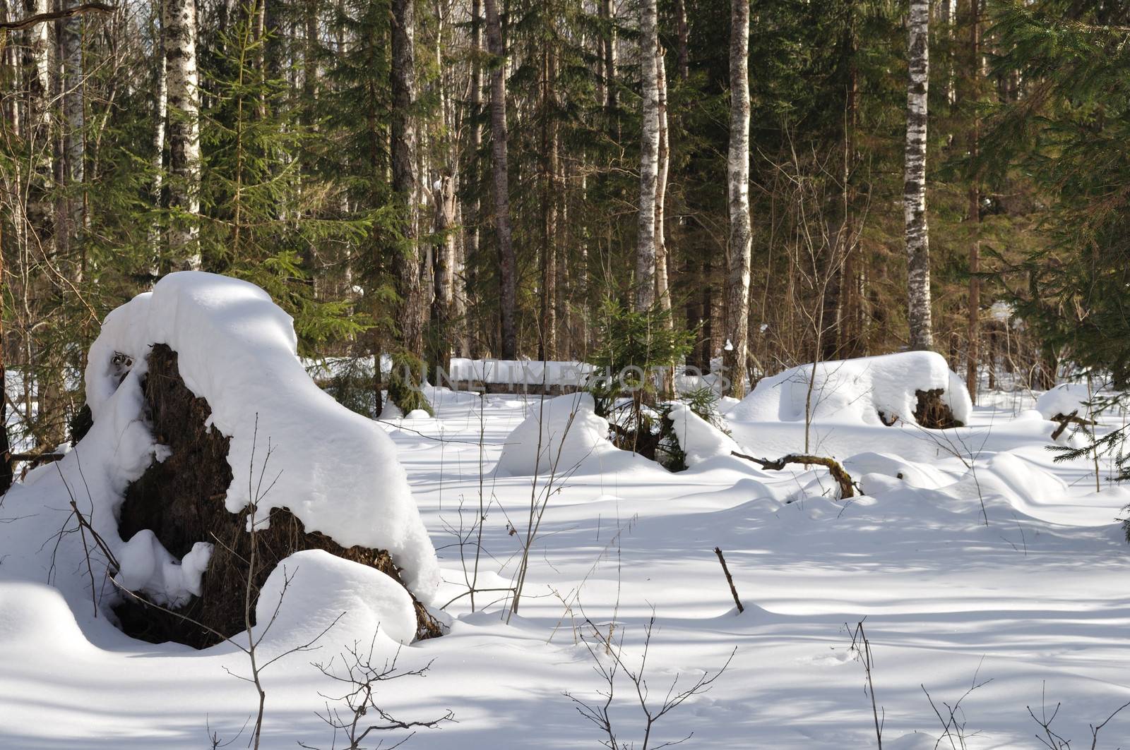 Broken trees under snow in winter forest by wander