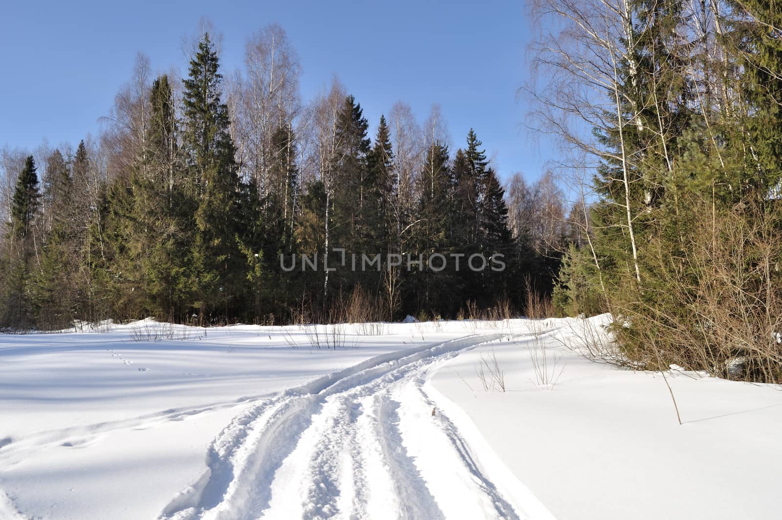 Ski track in winter forest by wander