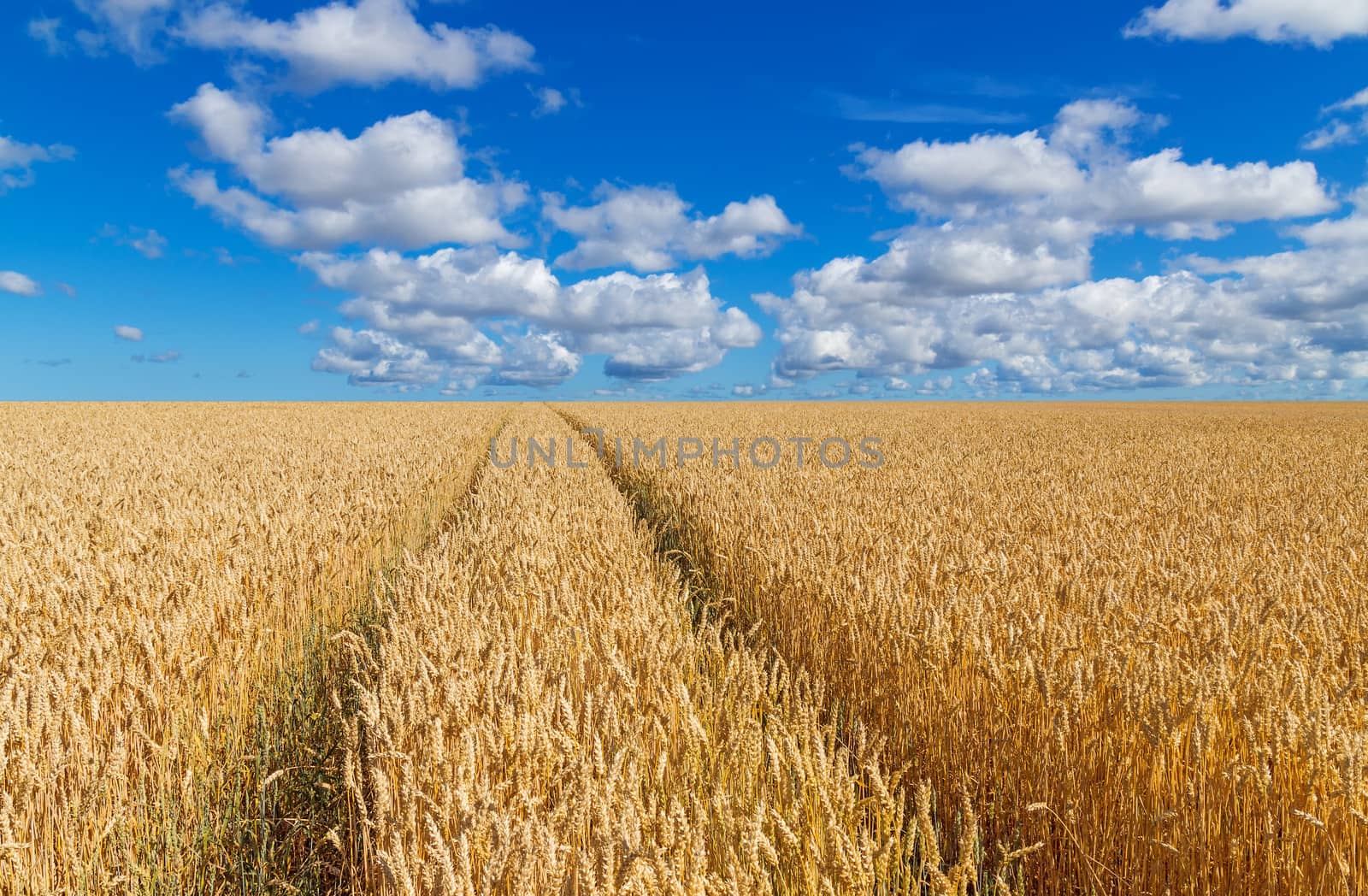 Path in a golden wheat field, under blue sky with clouds. 