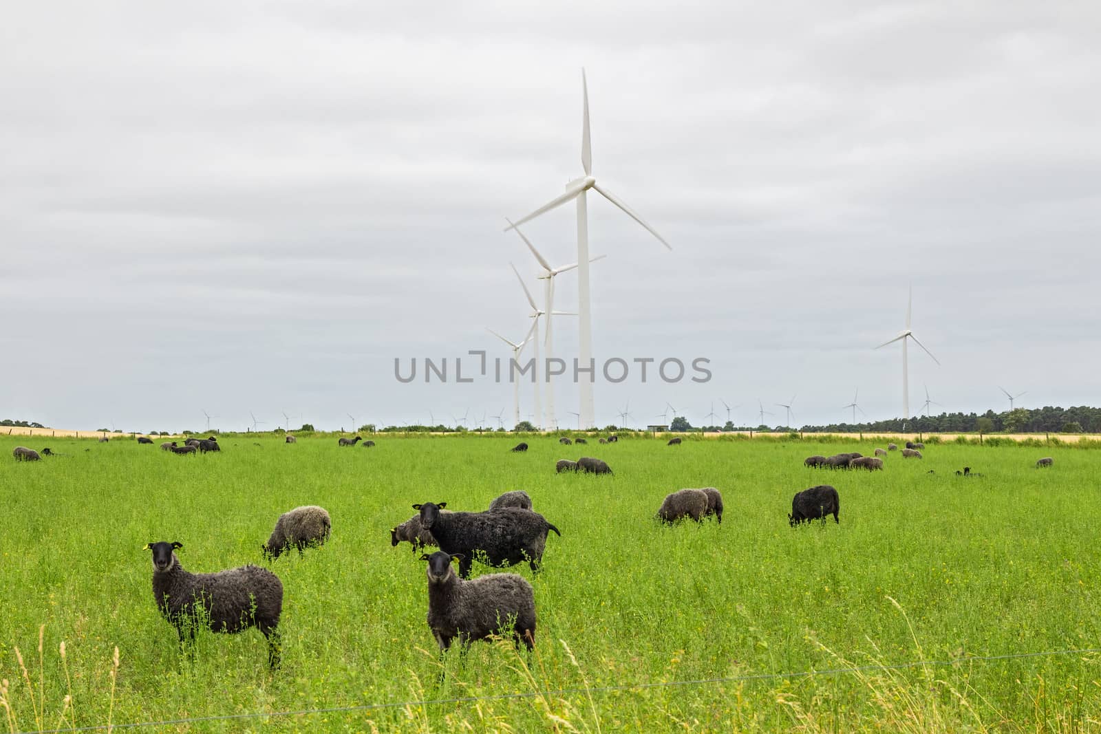 Sheep on green pasture, with wind turbines in a distance by anikasalsera
