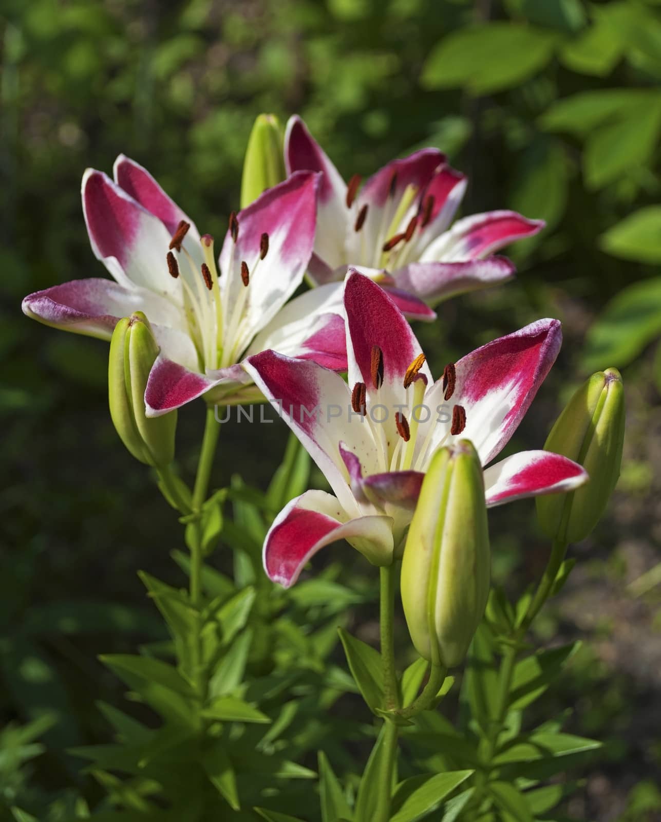 Blooming lilies in the  garden