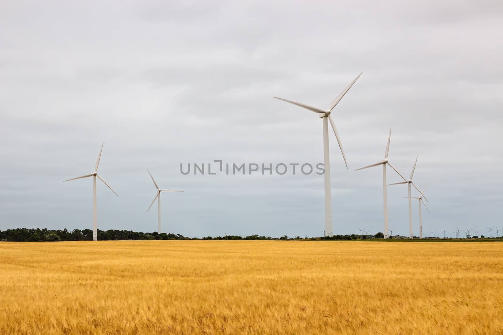 Wind turbines in a yellow field, source of alternative energy.