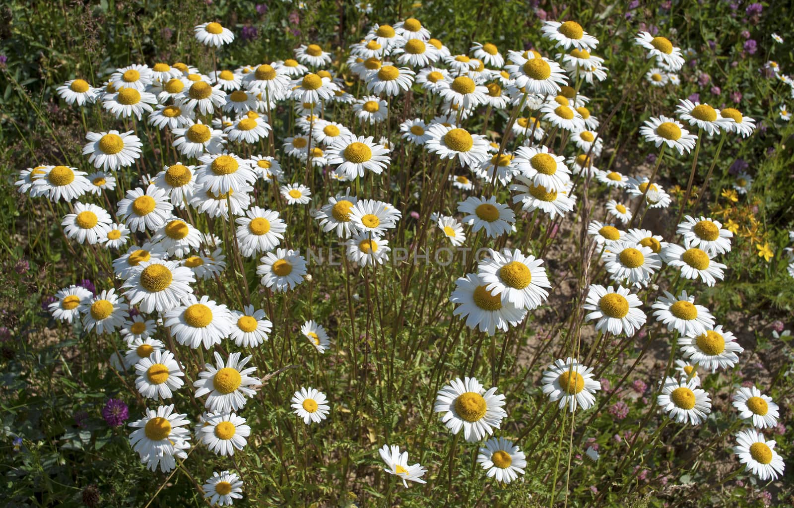 Blooming wild daisies in a forest glade
