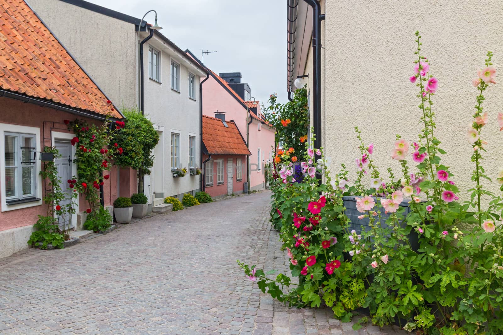 Cozy street with blooming mallows and roses by anikasalsera
