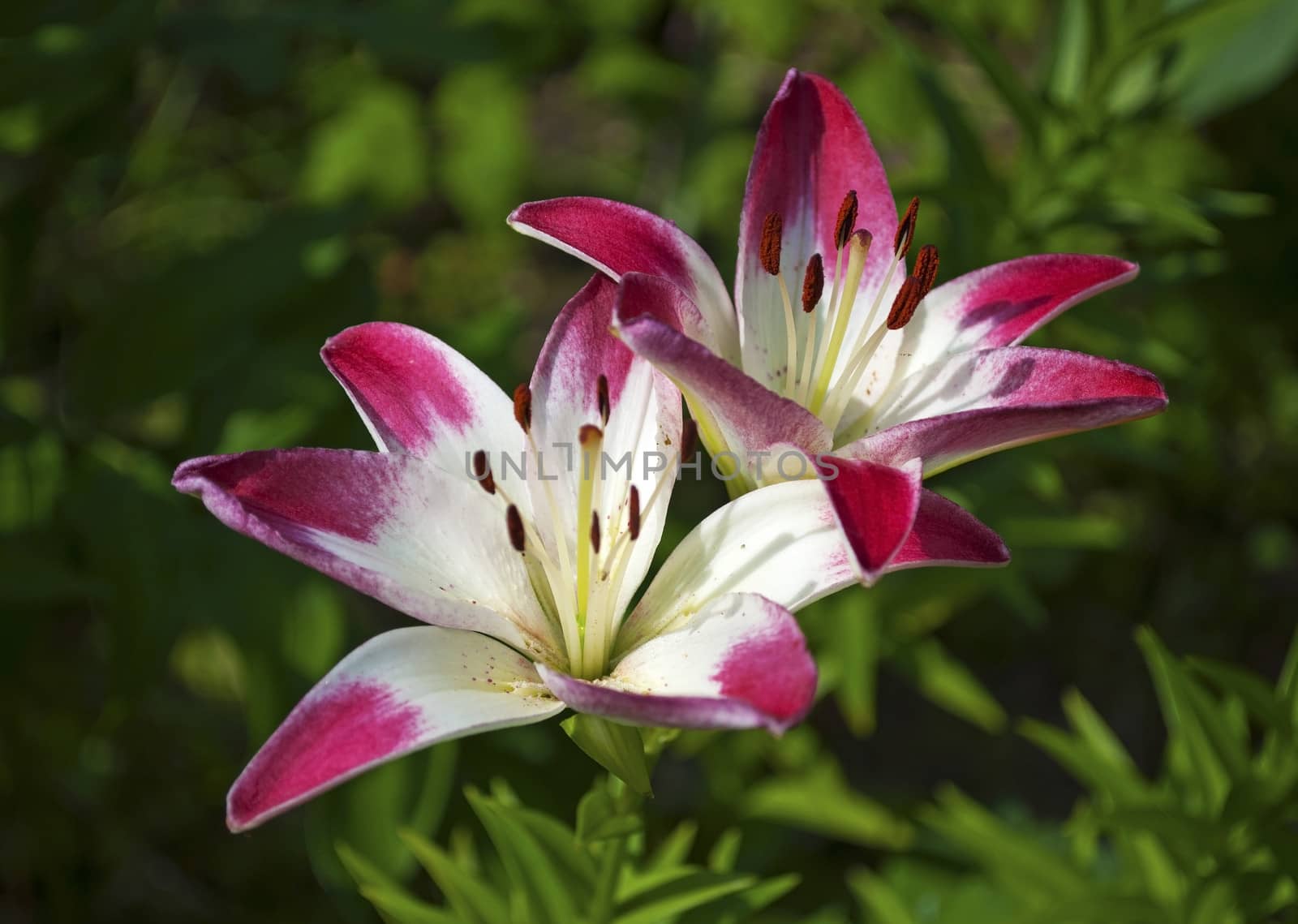 Two blooming lilies in the garden