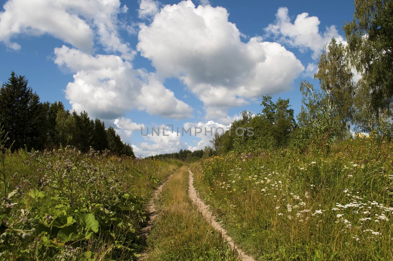 Country dirt road in the forest, cloudy sky