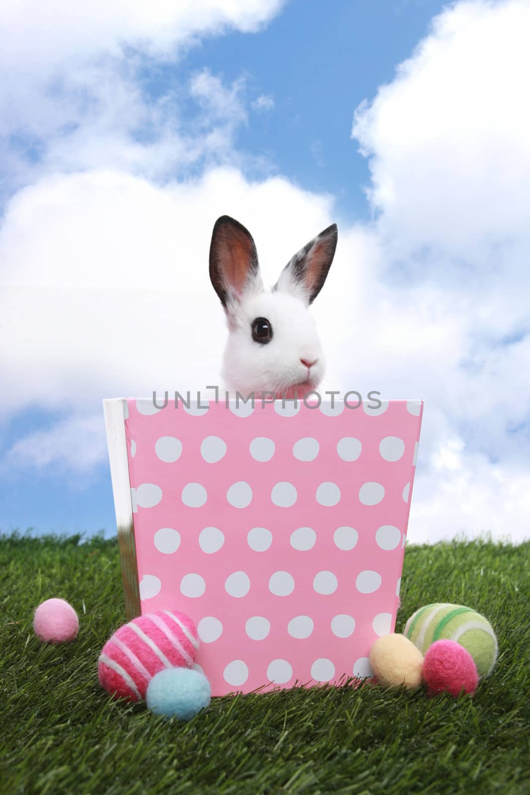Adorable Little Bunny Rabbit in Pink Polka Dot Basket