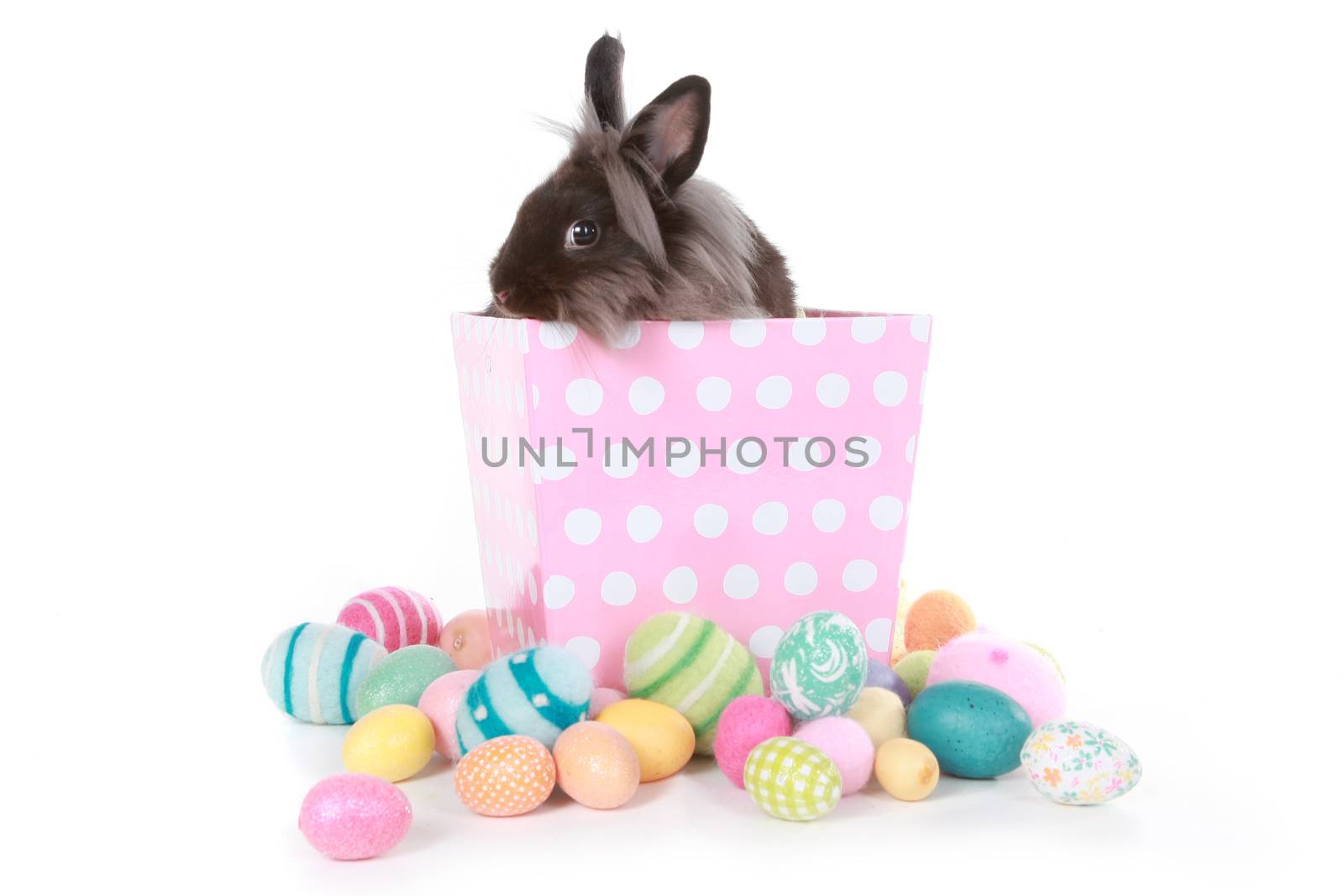 Easter Bunny Rabbit on Pink Polka Dot Box