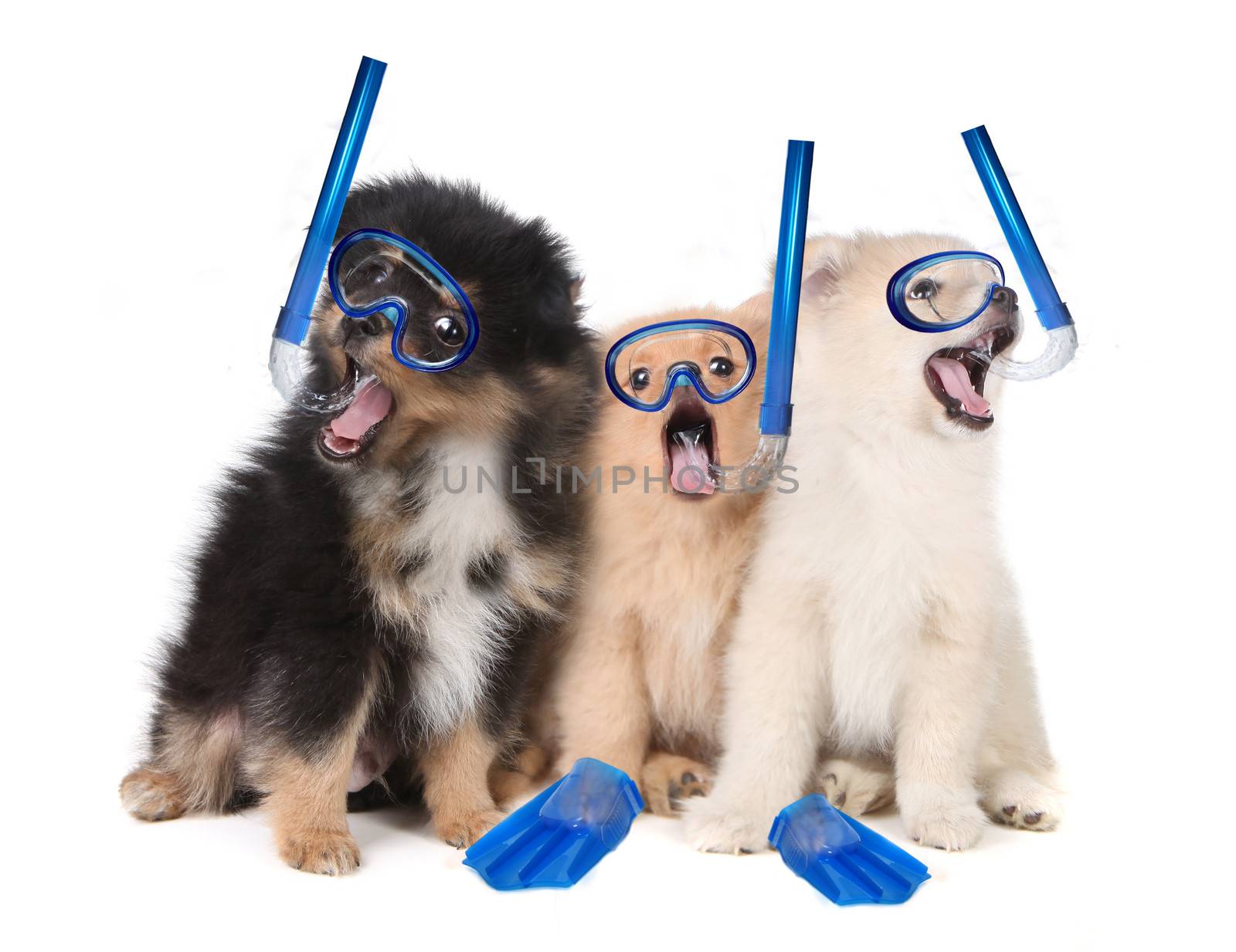 Pomeranian Puppies Wearing Snorkeling Gear by tobkatrina