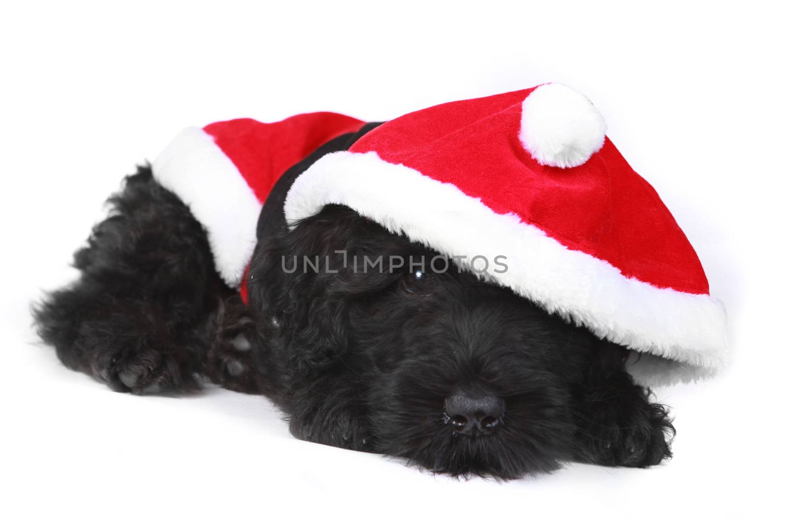 Wiped Out Black Russian Terrier Puppy in Santa Suit by tobkatrina