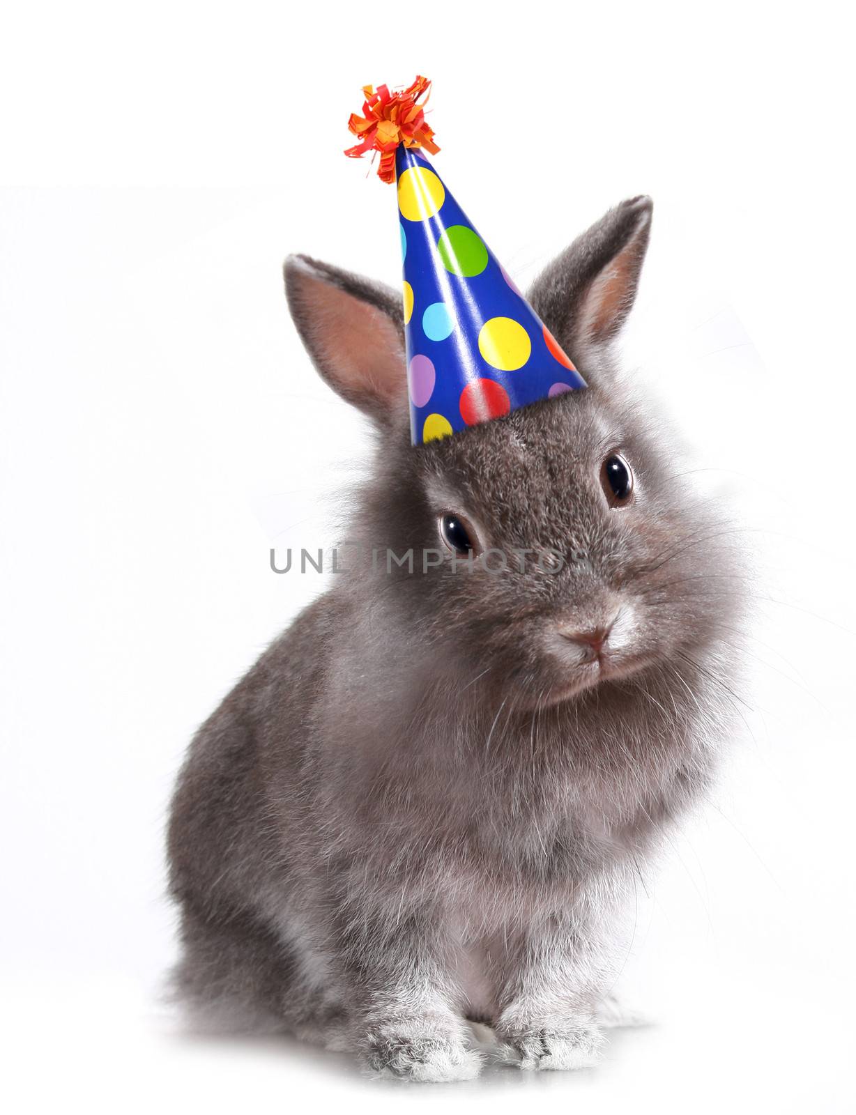 Funny Image of a Bunny Rabbit Wearing a Birthday Hat
