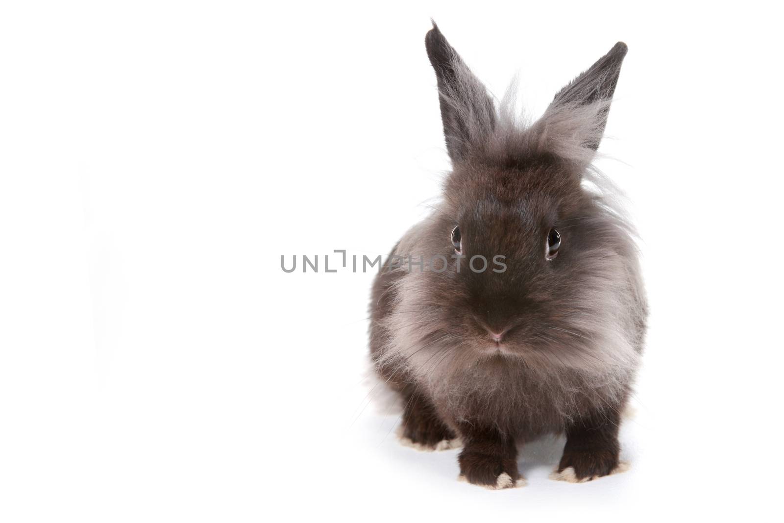 Grey Bunny Rabbit on White Background