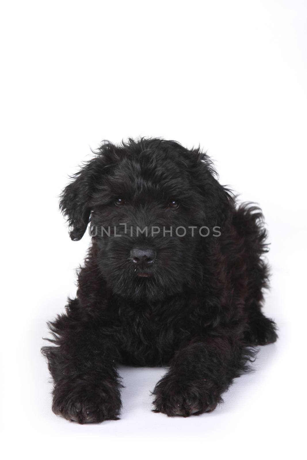 Black Russian Terrier Puppy on a White Background  by tobkatrina