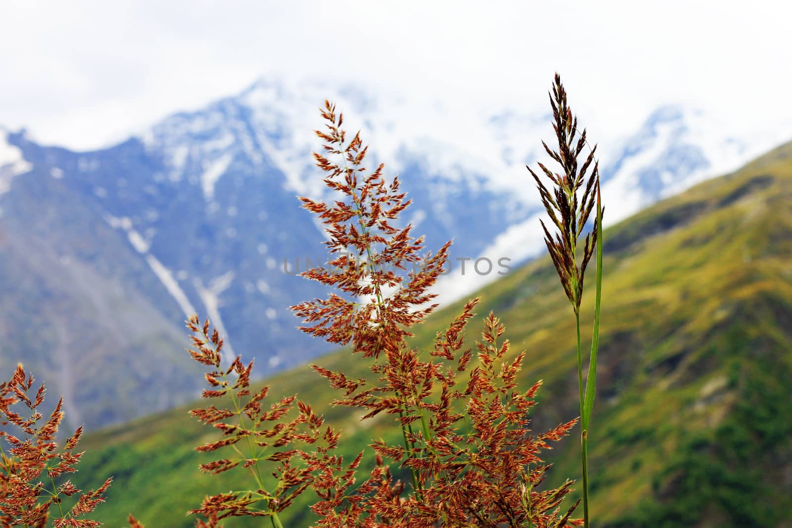Ears of yellow grass growing on the meadow
