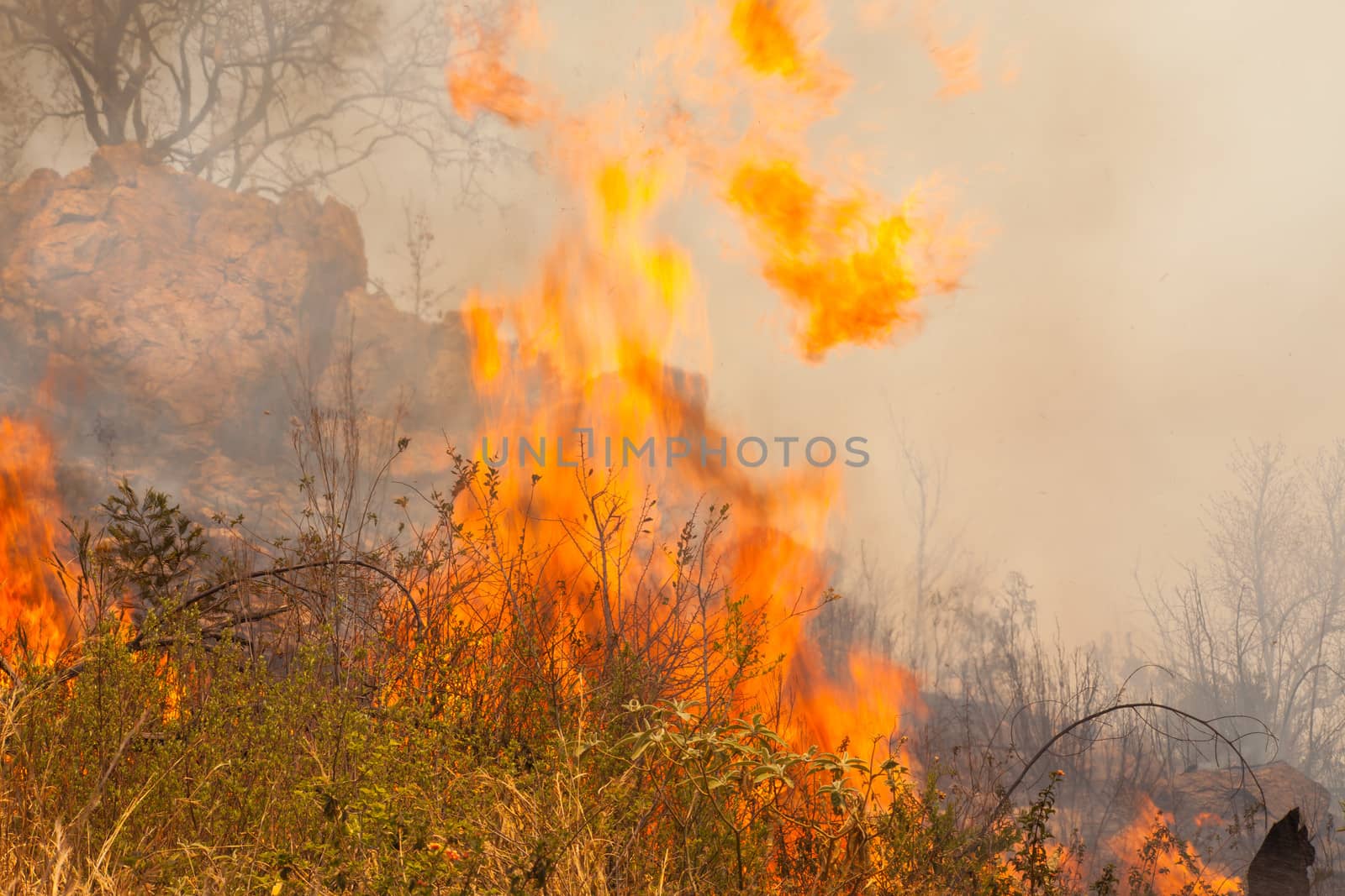 Brush Fire