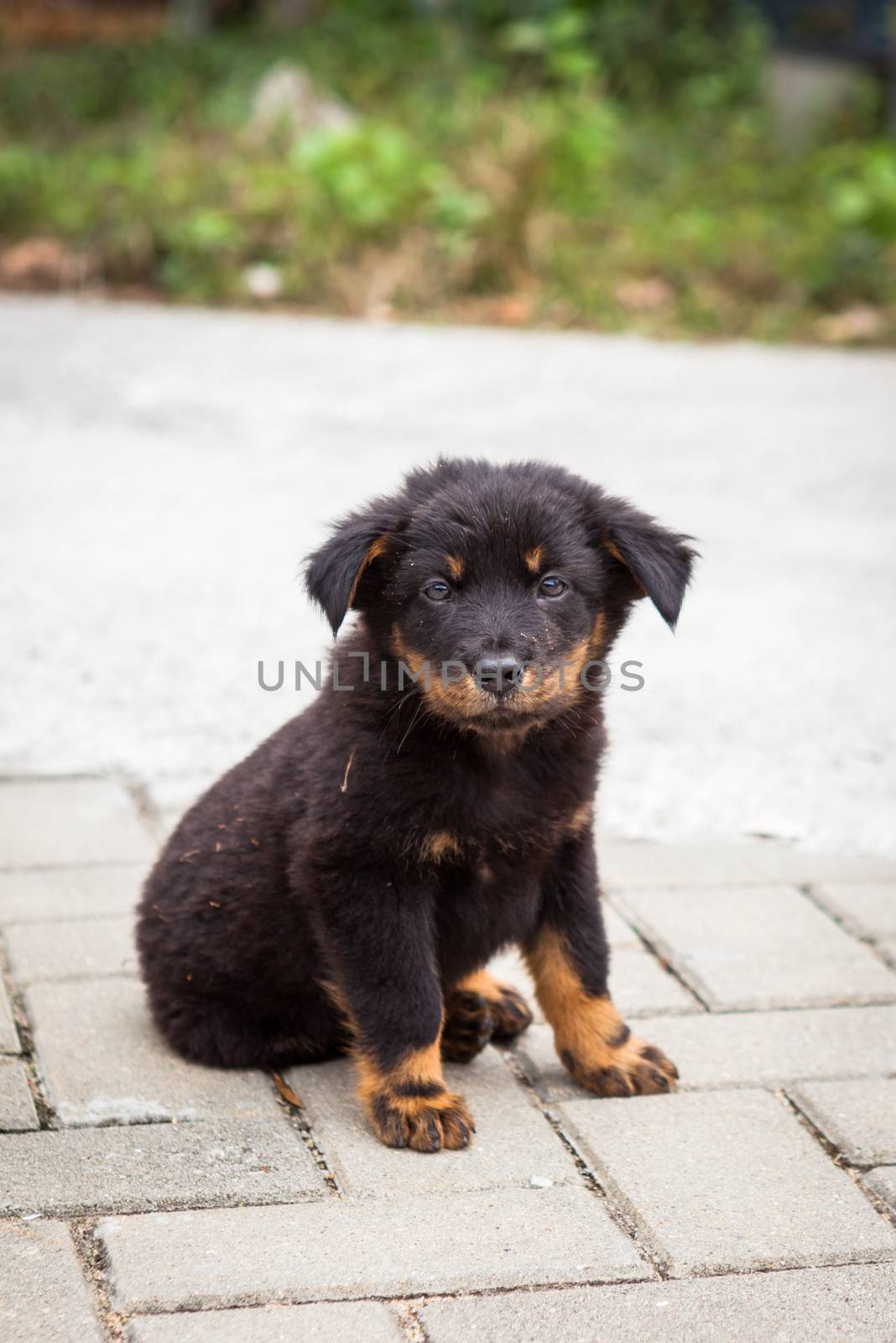 Black puppy sitting looking to camera by juhku