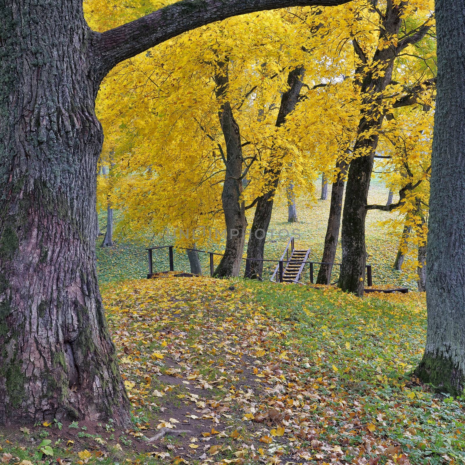 Beautiful autumn park in the Lithuania