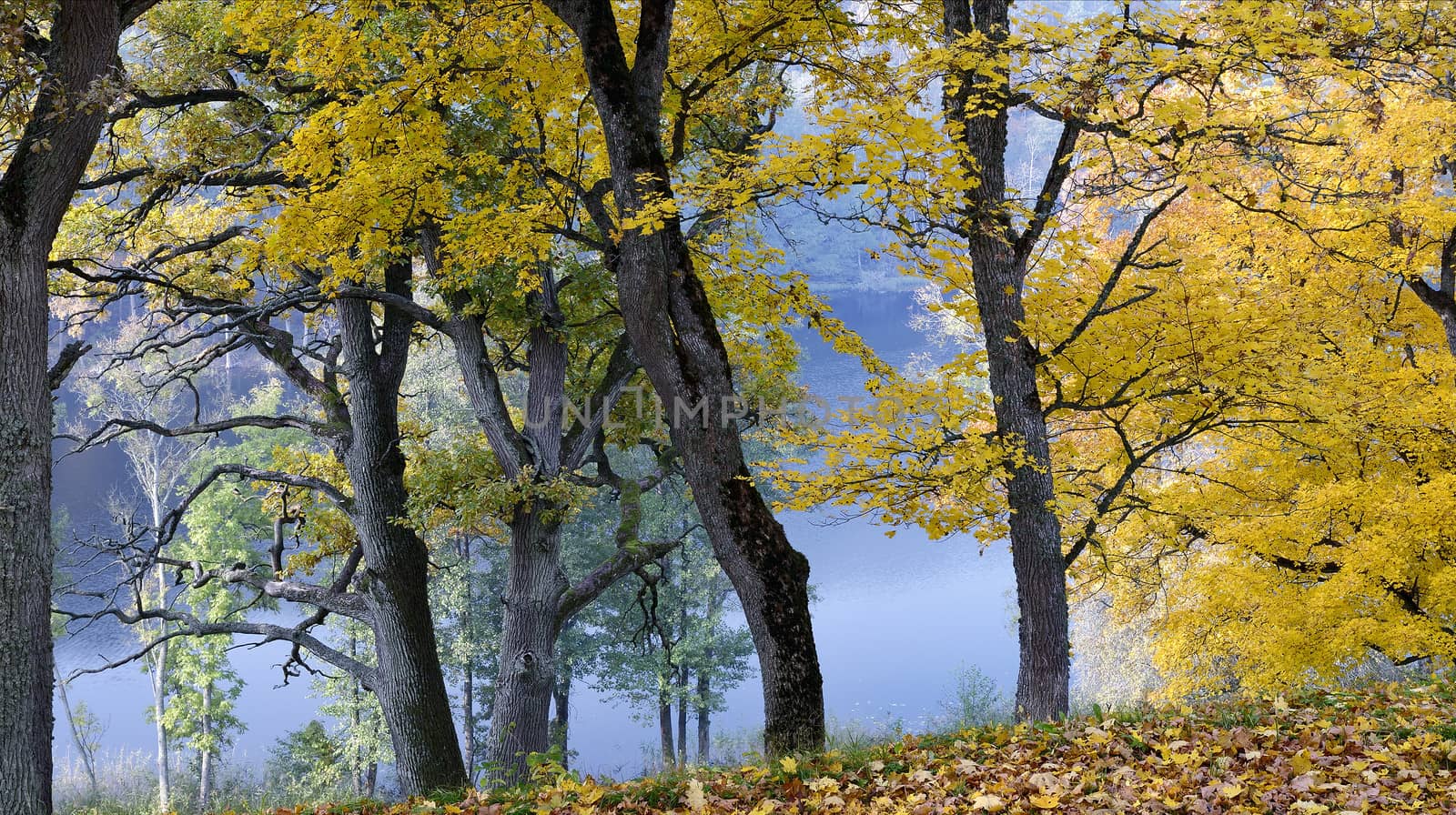 Beautiful autumn park and Asveja lake in 'Asveja Regional Park' in the Lithuania