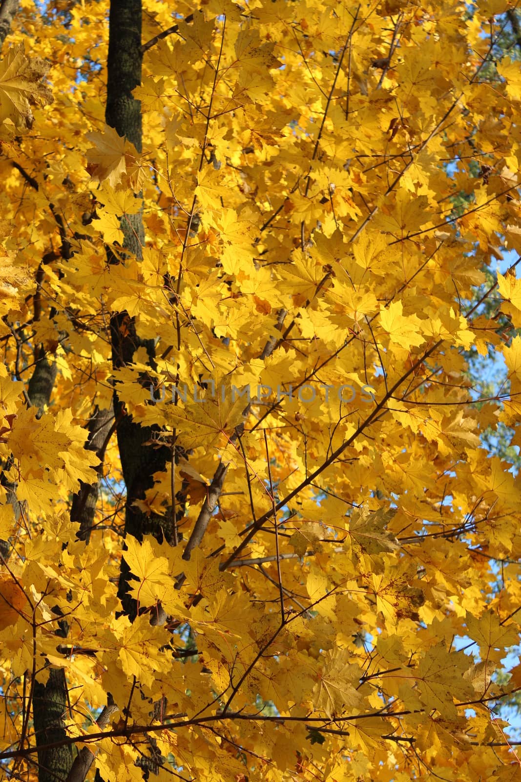 yellow autumn leaves hanging on the tree on the blue sky background