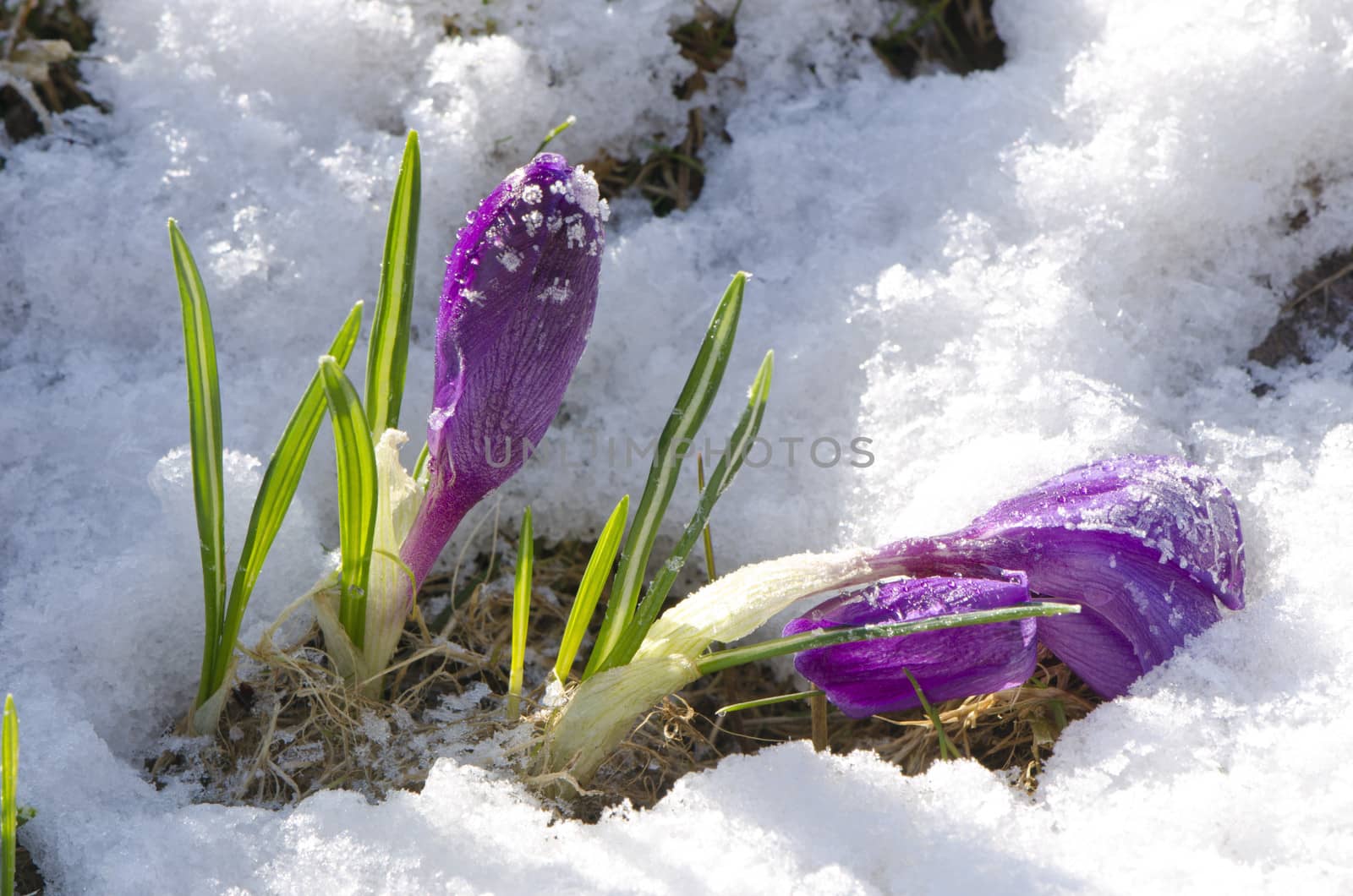 Purple crocuses flowers through  snow by alis_photo