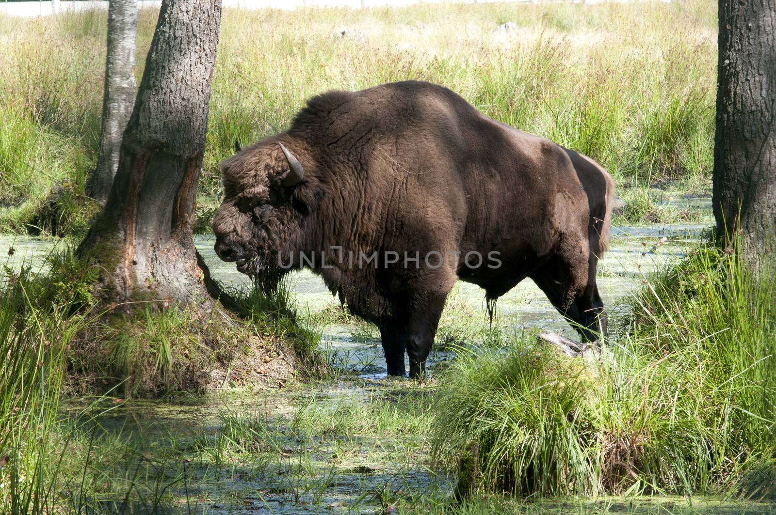 Aurochs in the summer forest