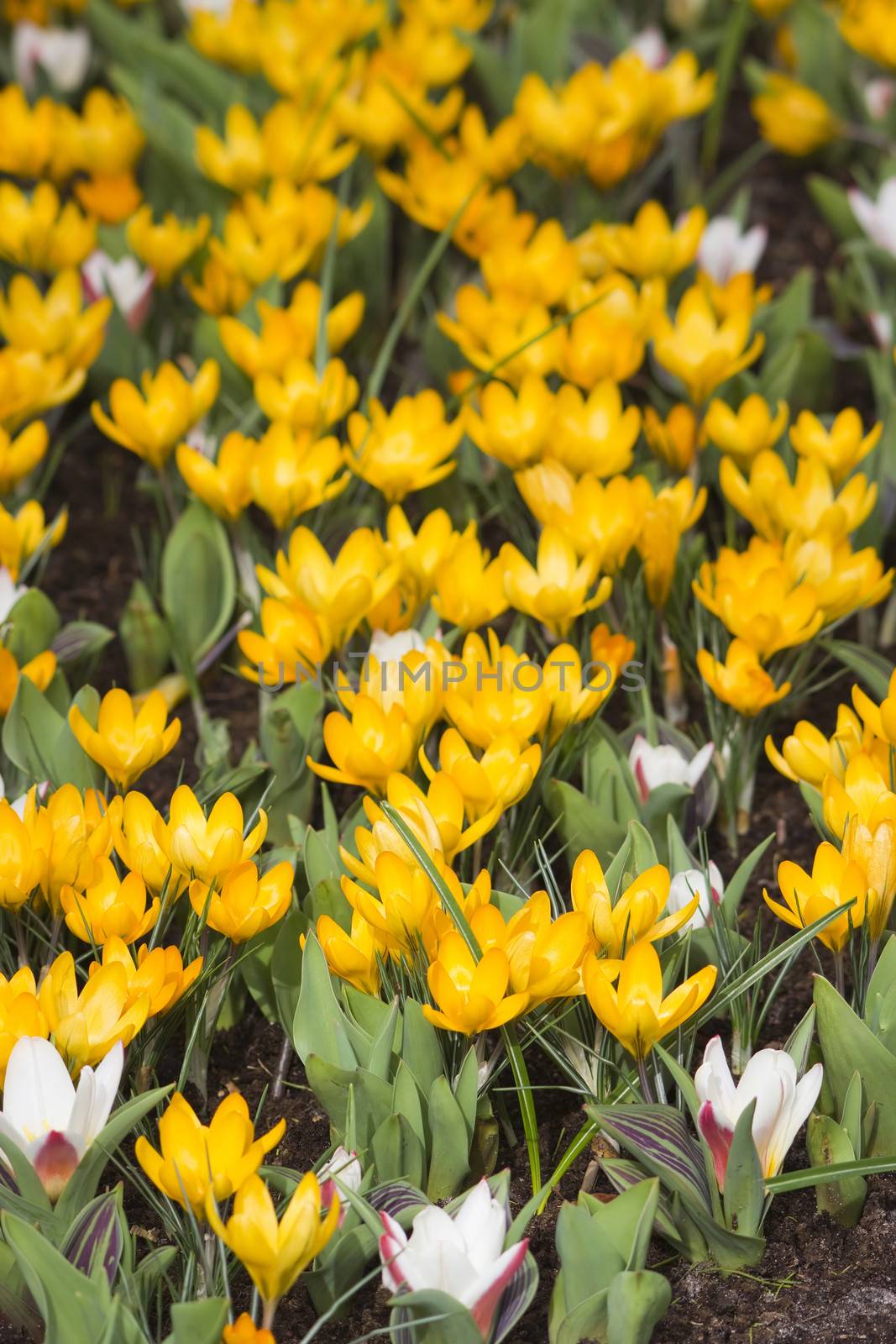 blooming crocus flowers, Keukenhof